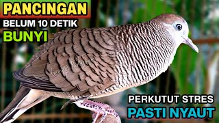 Download lagu Perkutut Lokal Gacor Suara Besar Pancingan Burung Perkutut Agar Cepat Bunyi. mp3