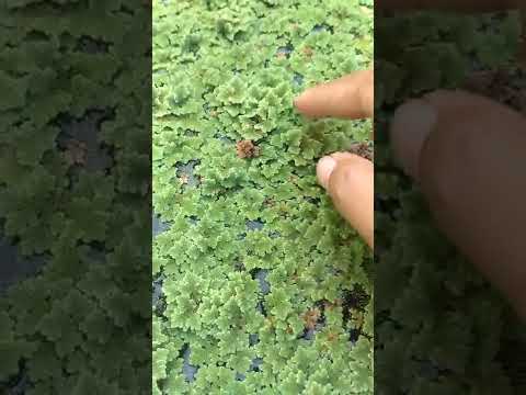 terlaris !!! jual rumput azolla #shorts