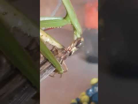 Praying mantis eating grasshopper