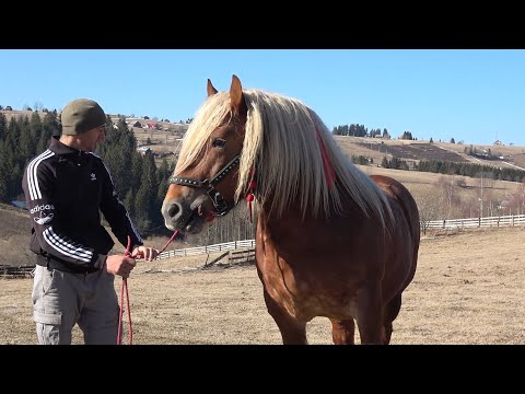 Armasarii lui Sorin de la Marisel, Cluj - 2025 Nou!!!