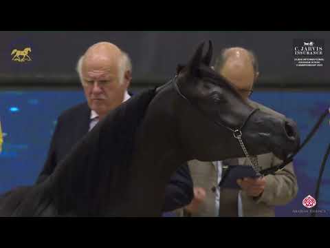N.113 AJ SAYER - Dubai International Arabian Horse Championship 2023 - Yearling Colts (Class 9B)