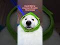 Send this to someone to make them happy ✨ #funny #pets #dogshorts #cutedog #cute #puppy #samoyed