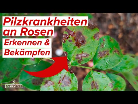 Rosen und Pilzkrankheiten: Ursachen, Symptome und Lösungen