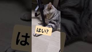 #cat#猫#猫のいる生活