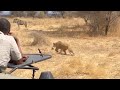 Lioness Hide At Car To Attack A Wildebeest And Bringing Down Video