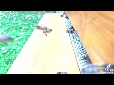 Bee's are dumb #shorts