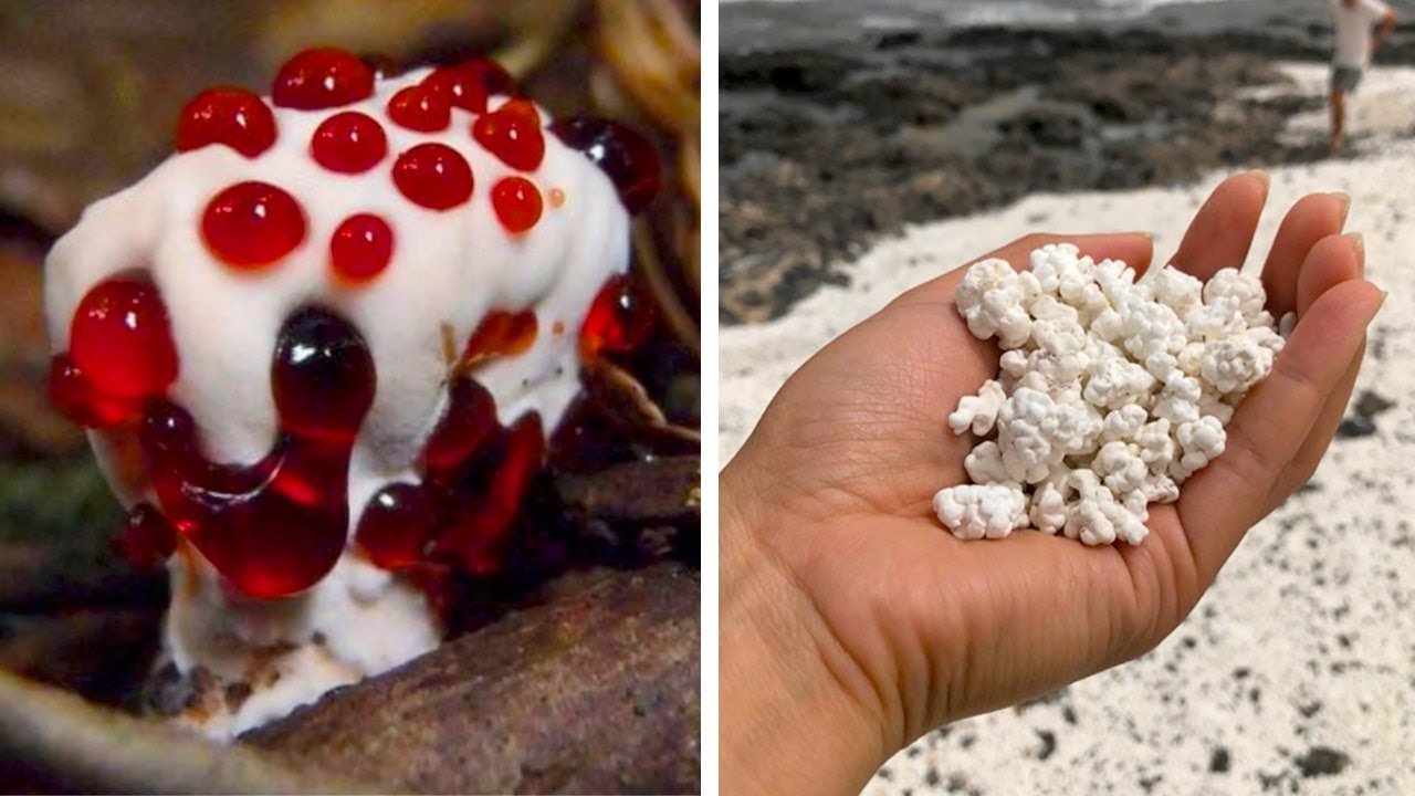 Так и хочется откусить: вещи, которые только притворяются едой.