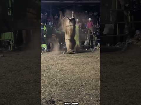 Estos toros son de otro nivel 😎🤠#peligro #rodeo #jaripeo #bulls