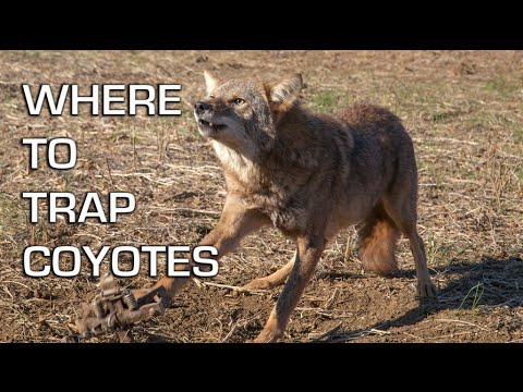 How to Catch Coyotes | Where to Trap