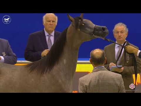 N 22 E S  SALMA   Dubai Arabian Horse Show 2020   Yearling Fillies Class 2A