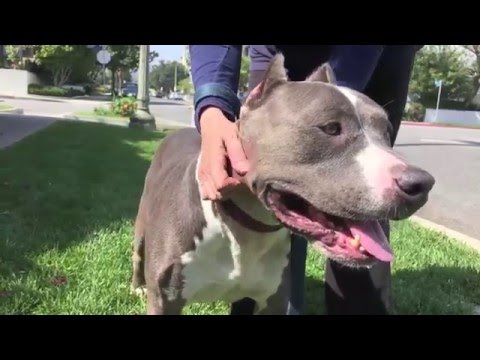 Chunk, an adopted Pit Bull Terrier Mix in Santa Monica, CA_image-1