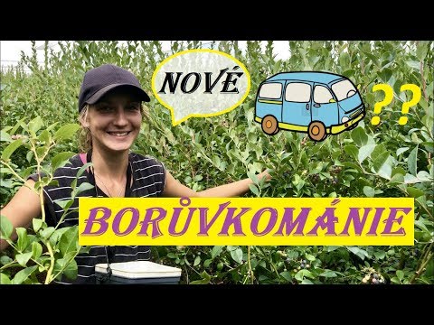 9# Borůvky a "nové" auto /NOVÝ ZÉLAND/