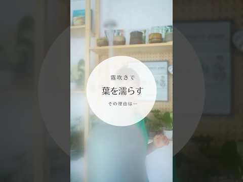 なぜワインで植物に水をやるのですか？植物を元気づけ、残ったワインを再利用するためのヒント  庭園