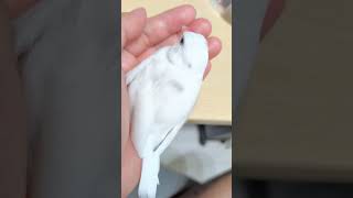 背中を向けてリラックスは信頼してくれてるってこと🕊️ 顔見たいけどw #文鳥