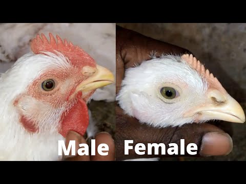 , title : 'chicken male female difference//gender b/w male female chicks'