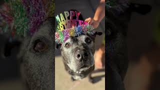 Video preview image #1 Lab Pei Puppy For Sale in Chandler, AZ, USA