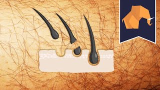 Does hair grow back THICKER if you shave or pluck?