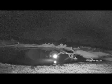 Djuma: Lone Hyena in for quick drink  - 19:54 - 08/01/18