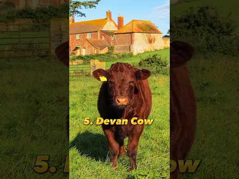 , title : 'Top 5 most Beautiful cow breeds in the world 🐮 #shorts #viral #trending #youtubeshorts #cow'