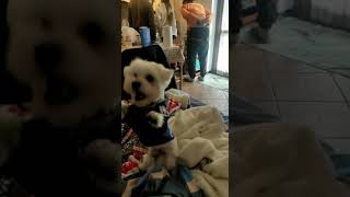 ALVIN & FLASH _ PASSEIO NA MONTANHA (BERGAMO - ITÁLIA)  #shorts