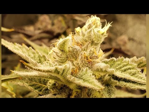 Autopilot mode for week 5 Bahama Mama testers V2