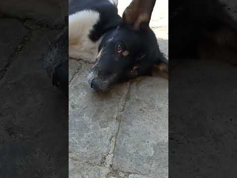 cute puppy 🐕 puppy video  #ytshorts  #puppy #dogvideo #trending