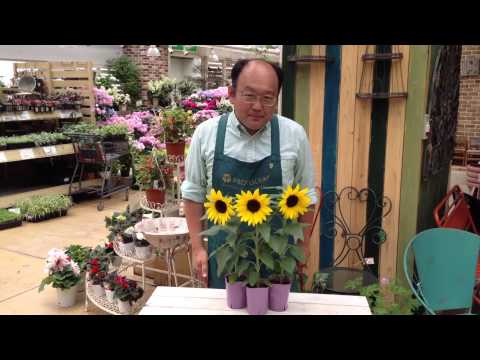 園芸 ヒマワリ、ヘリアンサス、アメリカン サルシファイ