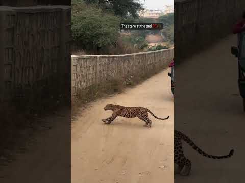 पिंजरे के तेंदुए को देख कर बहुत हंसने लगे #shorts #facts