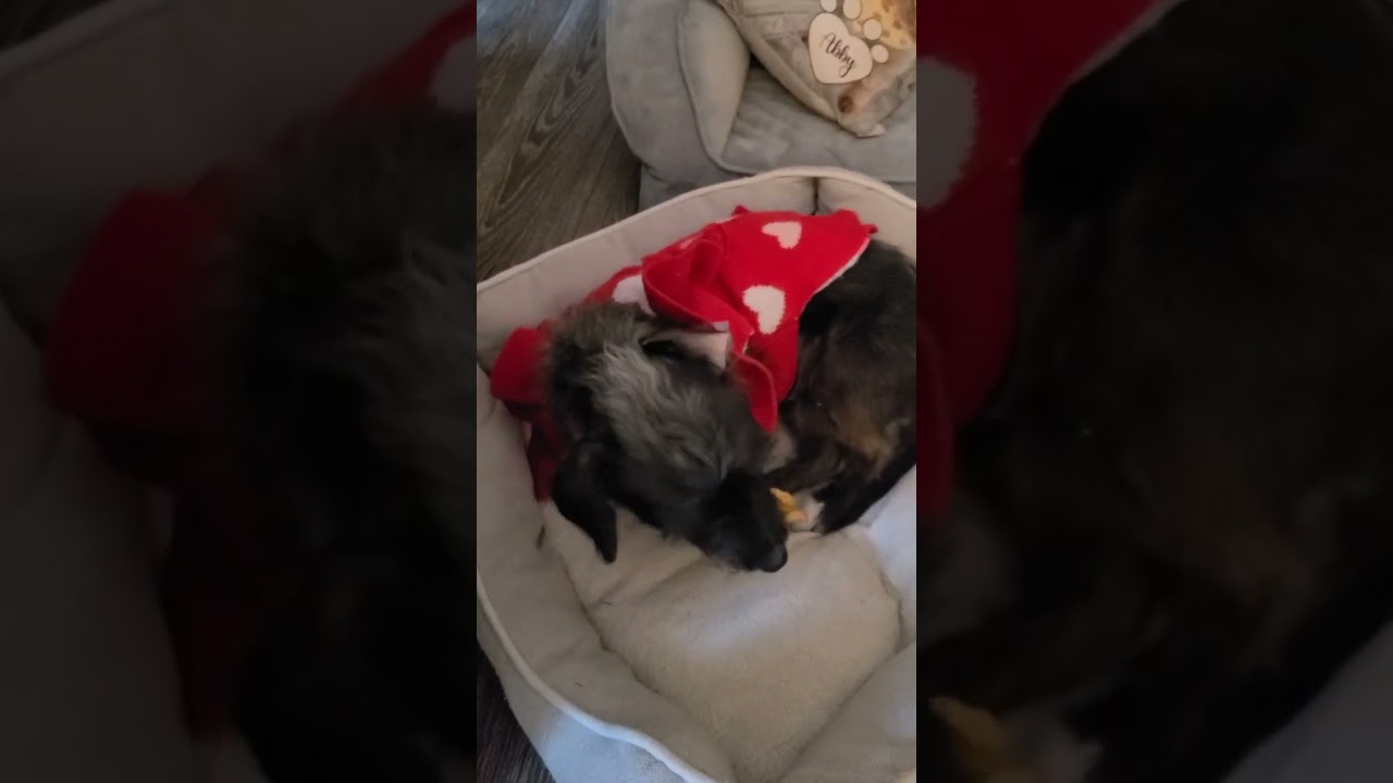 Enlarge Peppermint, an adopted mixed breed in Sparta, NJ video 6/6