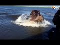 Hippo Chases Boat Show S Boaters Who S Boss The Dodo