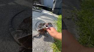 DON’T BITE ME!😳#frillednecklizard #frilleddragon #lizard #reptiles #animals #animalshorts #fyp