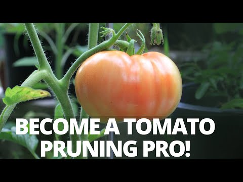 How to Prune Indeterminate Tomatoes & Identify Suckers