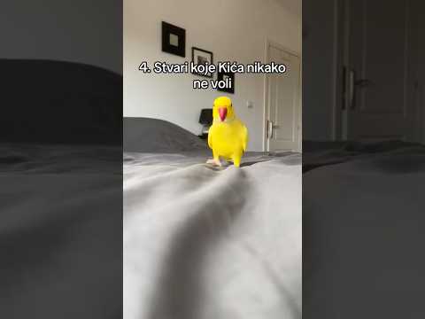 Ko je kao Kića?