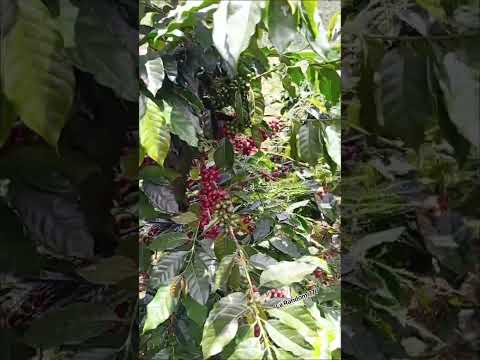 Acevedo Huila compo Colombiano 🇨🇴 #apoyo #viral #nature #seguidores