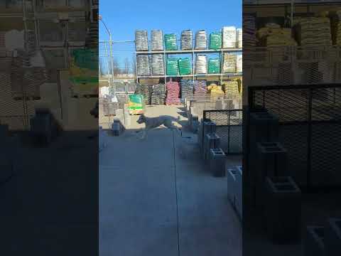 WMK9-Well Mannered K9 LLC video.