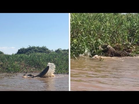 Watch This Jaguar & Alligator Wrestle To The Death