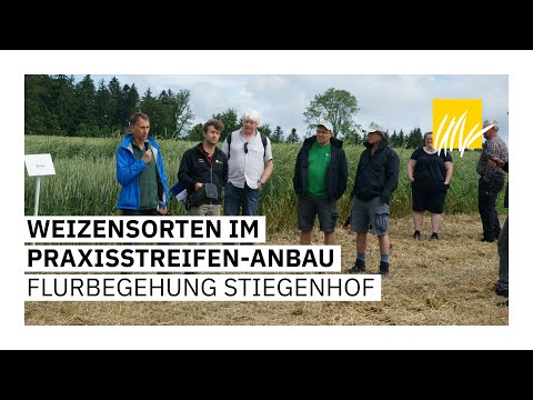 Weizensorten im Praxisstreifen-Anbau