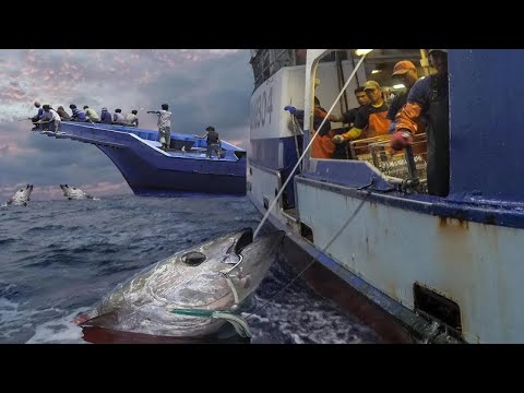 Unbelievable Longline Giant Bluefin Tuna on the Boat - Big Catch Fishing on The Sea!