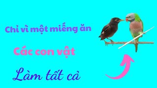 491🦜For a piece of food, the parrot talks, the dog Ruby does everything