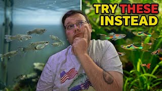 Your Beginner Guppy Fish Keep Dying, Try Endler's livebearer