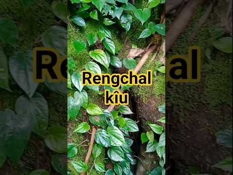 Rengchal
