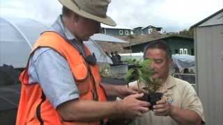 Containers for Tree Seedlings | Forest and Conservation Nurseries