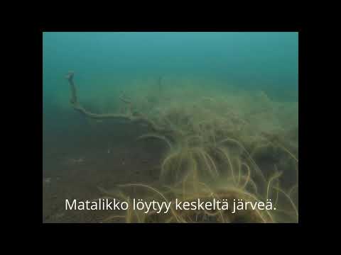 Ahvenia Iso-melkuttimella