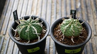 Euphorbia valida v. zebrina ユーフォルビア ゼブラバリダ [品種紹介 多肉植物]