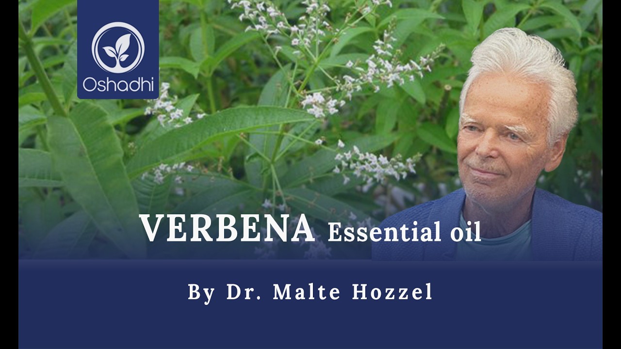 Verbena (Verbena officinalis) | Essential-Oil-Plant Portrait by Dr. Malte Hozzel - YouTube