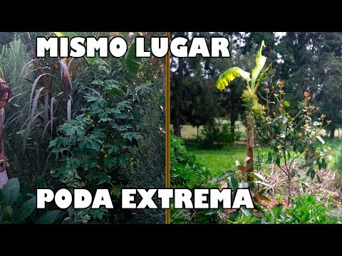 REGENERATIVE PRUNING - Agroforestry Management in the SYNTHROPIC FOOD FOREST