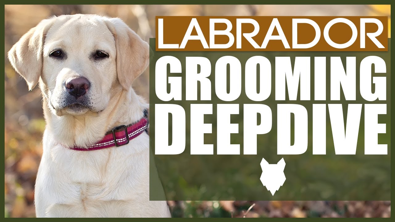 How To Groom A LABRADOR - GROOMING DEEPDIVE