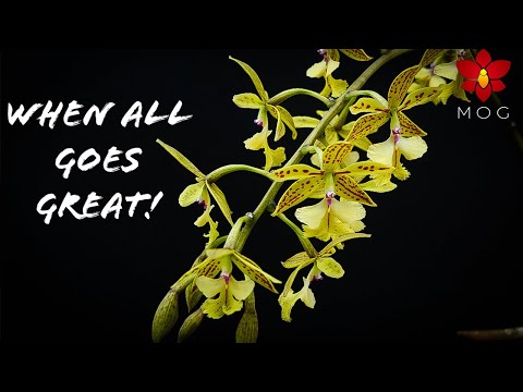 Awesome Orchid Updates - What I like most about Orchid growing!