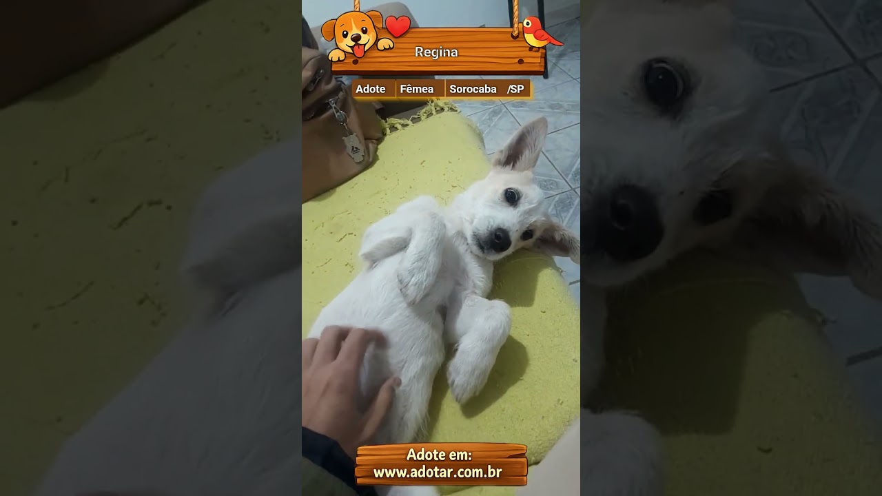 Cachorro raça SRD-ViraLata idade 2 a 6 meses nome Regina