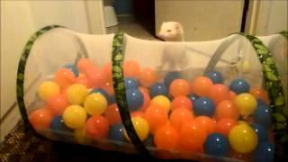 preview picture of video 'The ferrets' new ballpit from Santa'